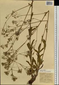 Gypsophila altissima L., Siberia, Altai & Sayany Mountains (S2) (Russia)