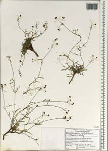 Bupleurum aitchisonii (Boiss.) H.Wolff, South Asia, South Asia (Asia outside ex-Soviet states and Mongolia) (ASIA) (Afghanistan)