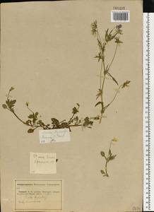 Viola tricolor L., Eastern Europe, Middle Volga region (E8) (Russia)