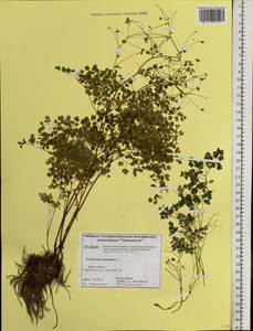 Thalictrum foetidum L., Siberia, Central Siberia (S3) (Russia)