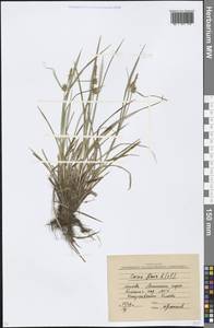 Carex flava L., Eastern Europe, Moscow region (E4a) (Russia)