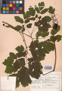 Actaea spicata L., Eastern Europe (no precise locality) (E0)