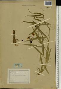 Lathyrus sylvestris L., Eastern Europe, Central forest region (E5) (Russia)