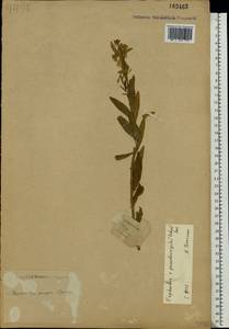 Euphorbia virgata Waldst. & Kit., Eastern Europe, South Ukrainian region (E12) (Ukraine)