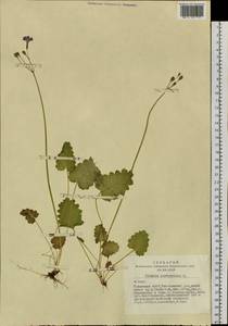 Primula cortusoides L., Siberia, Altai & Sayany Mountains (S2) (Russia)