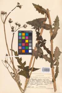 Sonchus asper (L.) Hill, Caucasus, Georgia (K4) (Georgia)