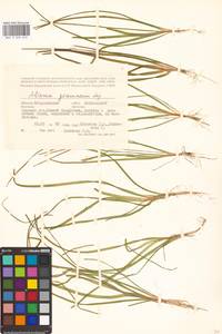 Alisma gramineum Lej., Eastern Europe, Lower Volga region (E9) (Russia)