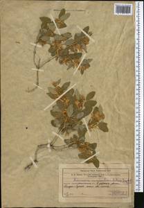 Lonicera nummulariifolia Jaub. & Spach, Middle Asia, Western Tian Shan & Karatau (M3) (Kazakhstan)