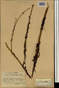 Cuscuta lehmanniana Bunge, South Asia, South Asia (Asia outside ex-Soviet states and Mongolia) (ASIA) (China)