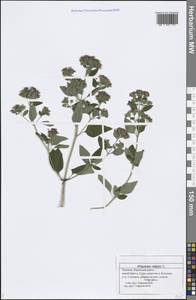 Origanum vulgare L., Eastern Europe, Middle Volga region (E8) (Russia)