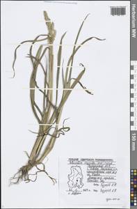 Echinochloa oryzoides (Ard.) Fritsch, Eastern Europe, Volga-Kama region (E7) (Russia)