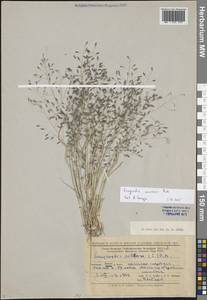 Eragrostis amurensis Prob., Eastern Europe, Lower Volga region (E9) (Russia)