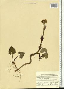 Petasites radiatus (J. F. Gmel.) J. Toman, Eastern Europe, Northern region (E1) (Russia)