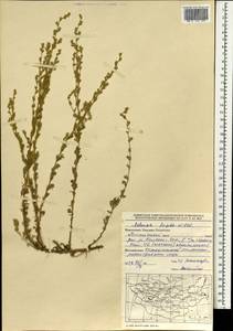 Artemisia frigida Willd., Mongolia (MONG) (Mongolia)