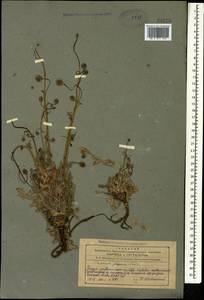 Papaver armeniacum subsp. armeniacum, Caucasus, Azerbaijan (K6) (Azerbaijan)