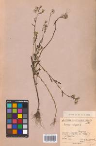 Senecio vulgaris L., Eastern Europe, North-Western region (E2) (Russia)
