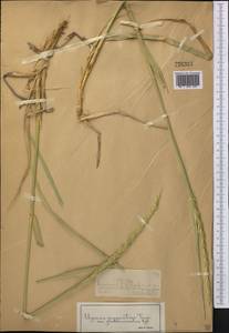 Leymus angustus (Trin.) Pilg., Middle Asia, Northern & Central Tian Shan (M4) (Kazakhstan)