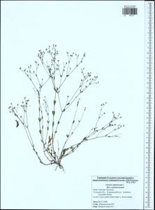 Linum catharticum L., Eastern Europe, Central region (E4) (Russia)