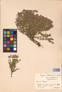 MHA 0 157 349, Thymus pallasianus Heinr.Braun, Eastern Europe, Lower Volga region (E9) (Russia)