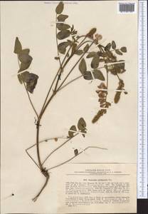 Onobrychis baldshuanica Sirj., Middle Asia, Pamir & Pamiro-Alai (M2) (Tajikistan)