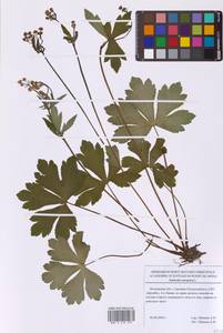 Sanicula europaea L., Eastern Europe, Moscow region (E4a) (Russia)