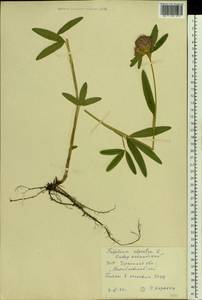 Trifolium alpestre L., Eastern Europe, South Ukrainian region (E12) (Ukraine)