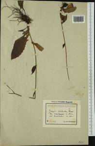 Crepis viscidula Froel., Western Europe (EUR) (Bulgaria)