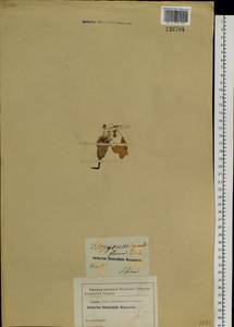 Paraquilegia anemonoides (Willd.) Engl. ex Ulbr., Siberia, Altai & Sayany Mountains (S2) (Russia)