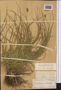Carex polyphylla, Middle Asia, Northern & Central Tian Shan (M4) (Kazakhstan)