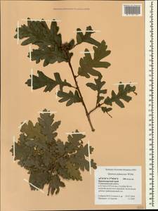 Quercus pubescens Willd. , nom. cons., Caucasus, Black Sea Shore (from Novorossiysk to Adler) (K3) (Russia)