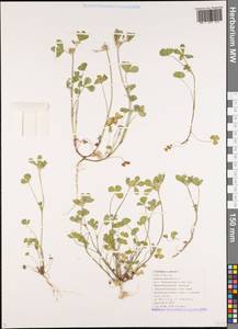 Trifolium scabrum L., Caucasus, Black Sea Shore (from Novorossiysk to Adler) (K3) (Russia)