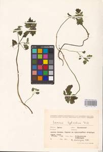 MHA 0 154 509, Lamium purpureum var. hybridum (Vill.) Vill., Eastern Europe, Lithuania (E2a) (Lithuania)