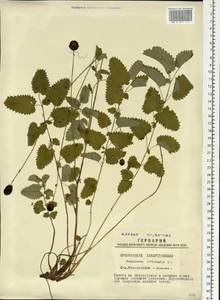 Sanguisorba officinalis L., Siberia, Western Siberia (S1) (Russia)