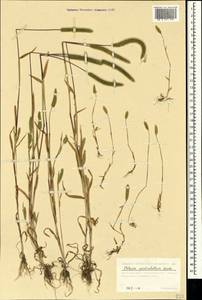 Phleum paniculatum Huds., Crimea (KRYM) (Russia)
