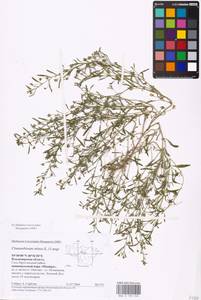MHA 0 159 518, Chaenorhinum minus (L.) Lange, Eastern Europe, Central region (E4) (Russia)