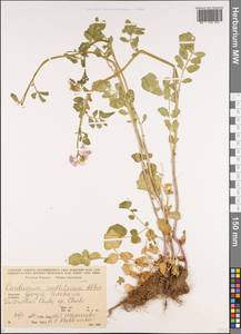 Cardamine raphanifolia subsp. acris (Griseb.) O.E. Schulz, Caucasus, Georgia (K4) (Georgia)