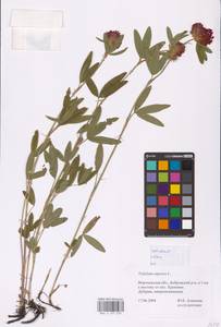 Trifolium alpestre L., Eastern Europe, Central forest-and-steppe region (E6) (Russia)