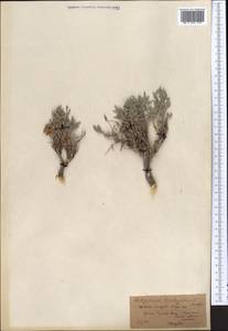 Hedysarum taschkendicum Popov, Middle Asia, Western Tian Shan & Karatau (M3) (Kazakhstan)