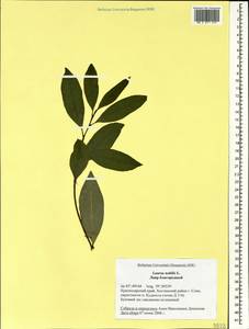 Laurus nobilis L., Caucasus, Black Sea Shore (from Novorossiysk to Adler) (K3) (Russia)