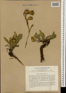 Centaurea stevenii M. Bieb., Caucasus, Armenia (K5) (Armenia)