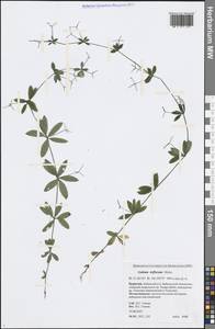 Galium triflorum Michx., Siberia, Baikal & Transbaikal region (S4) (Russia)