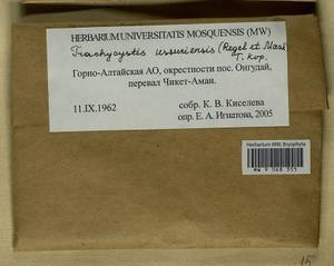 Trachycystis ussuriensis (Regel & Maack) T.J. Kop., Bryophytes, Bryophytes - Western Siberia (including Altai) (B15) (Russia)