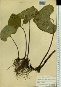 Petasites radiatus (J. F. Gmel.) J. Toman, Siberia, Altai & Sayany Mountains (S2) (Russia)