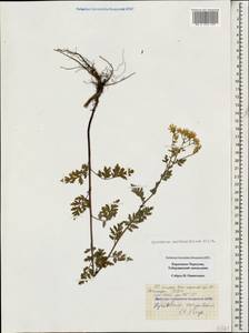 Tanacetum partheniifolium (Willd.) Sch. Bip., Caucasus, Stavropol Krai, Karachay-Cherkessia & Kabardino-Balkaria (K1b) (Russia)