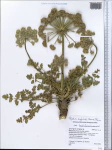 Pilopleura tordyloides (Korovin) Pimenov, Middle Asia, Northern & Central Tian Shan (M4) (Kyrgyzstan)