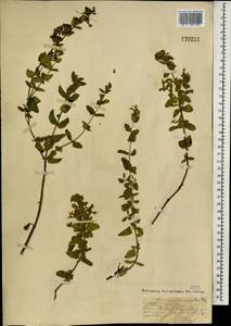 Nepeta lophanthus (L.) Fisch. ex Loew, Mongolia (MONG) (Mongolia)