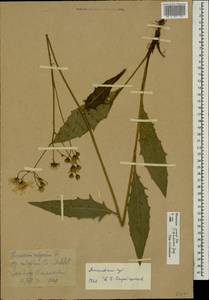 Hieracium lachenalii subsp. deductum (Sudre) Greuter, Eastern Europe, Moscow region (E4a) (Russia)