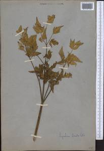 Paraligusticum discolor (Ledeb.) Tikhom., Middle Asia, Western Tian Shan & Karatau (M3) (Not classified)