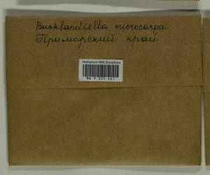 Bucklandiella microcarpos (Hedw.) Bedn.-Ochyra & Ochyra, Bryophytes, Bryophytes - Russian Far East (excl. Chukotka & Kamchatka) (B20) (Russia)