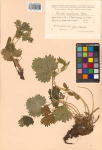 Potentilla megalantha Takeda, Siberia, Russian Far East (S6) (Russia)